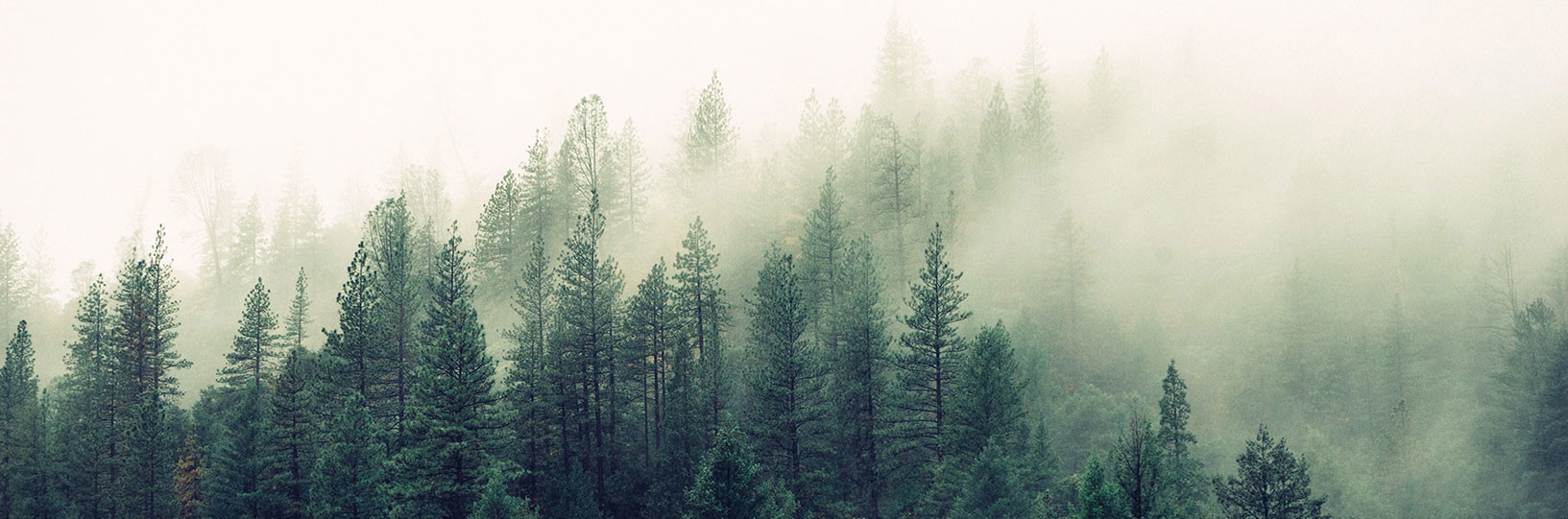 Banner, CO2Vision 2.0 Kompetence